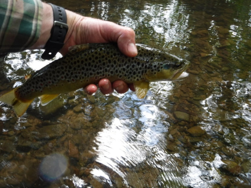 Llynfi Dulas lower - BP from Pembridge